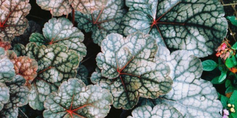 Geichera: kompetentní použití v krajinném designu a doporučení pro péči